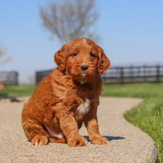 Jack - Available 5/14