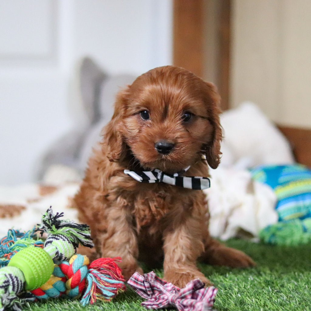 Hank - Available Now