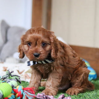 Hank - Available Now