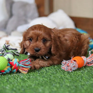 Hank - Available Now
