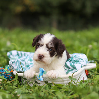 Albie - Available Now