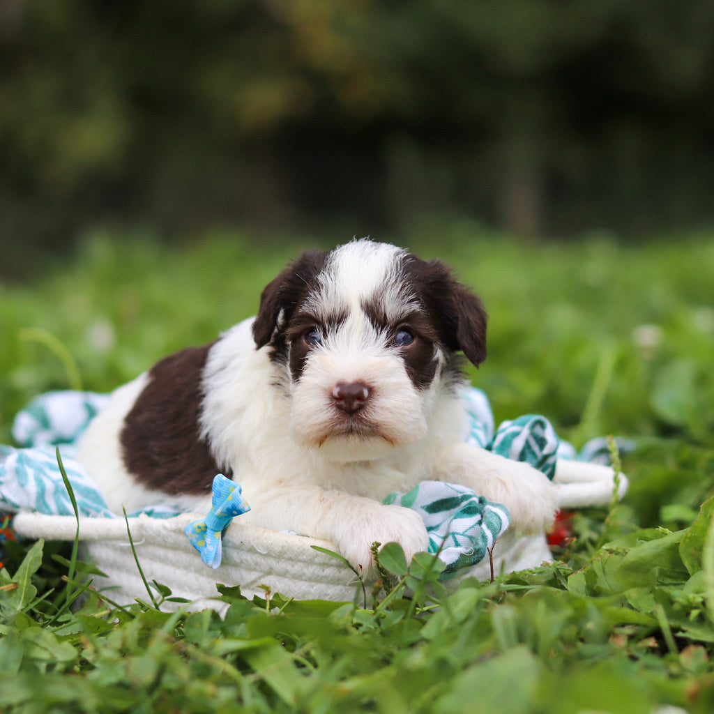 Albie - Available Now