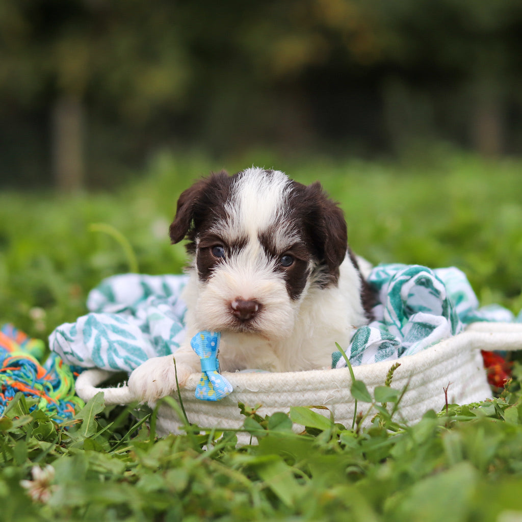 Albie - Available Now