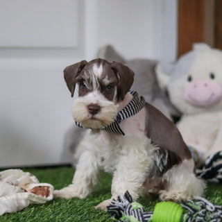 Albie - Available Now