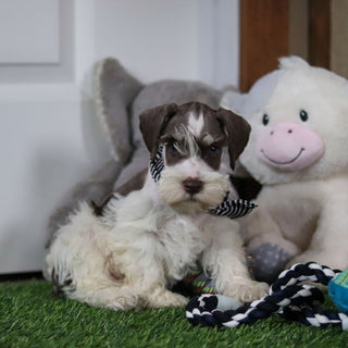Albie - Available Now