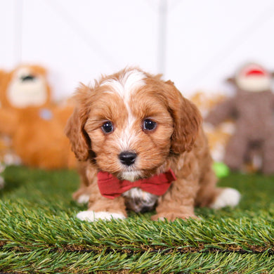 Monty - Available 2/26