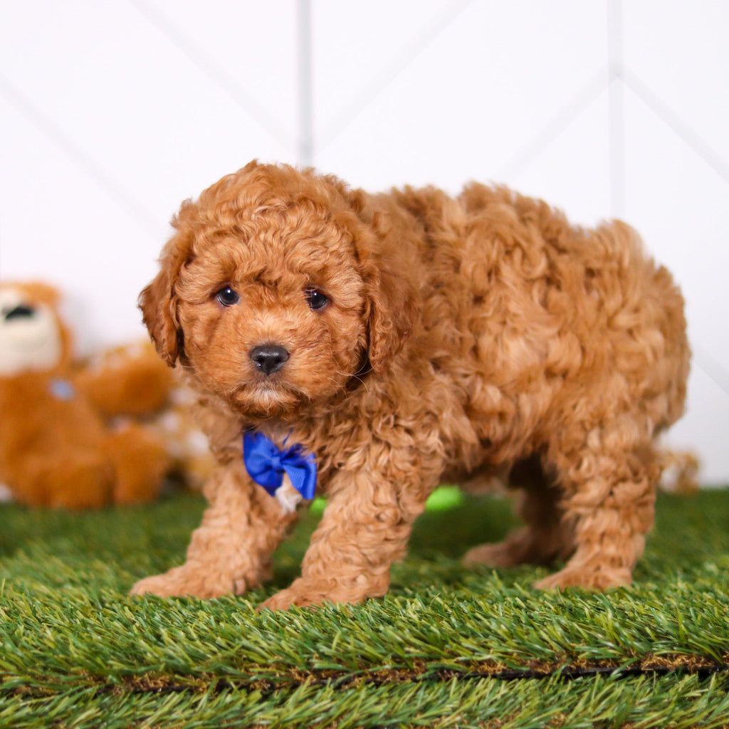 Mills - Available Now