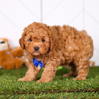 Mills - Available Now