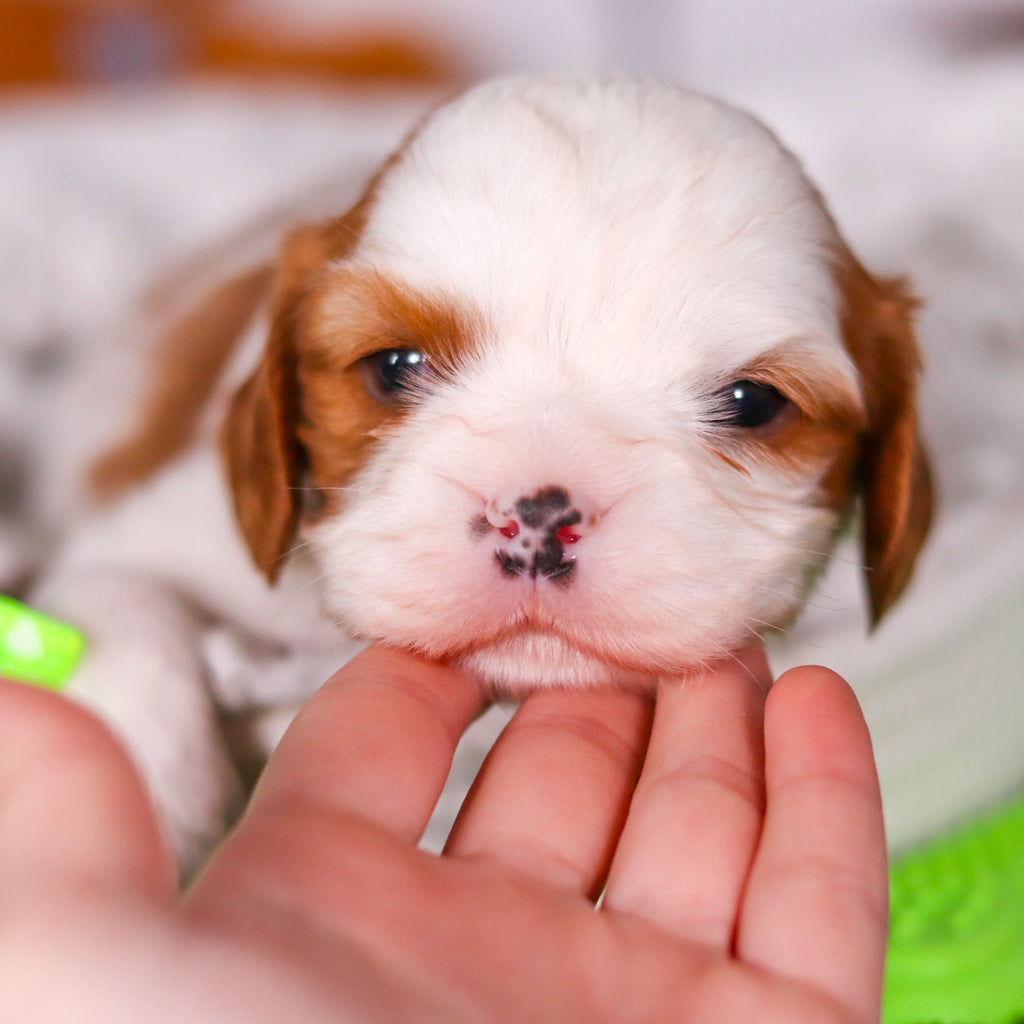 Perry - Available 3/19