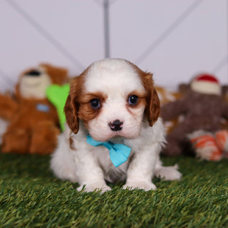 Perry - Available 3/19