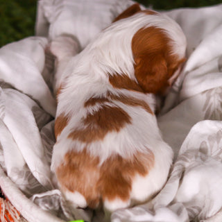 Perry - Available 3/19