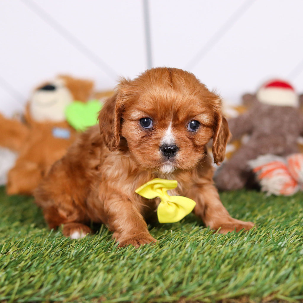 Pauly - Available 3/19