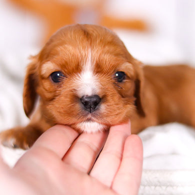 Pauly - Available 3/19