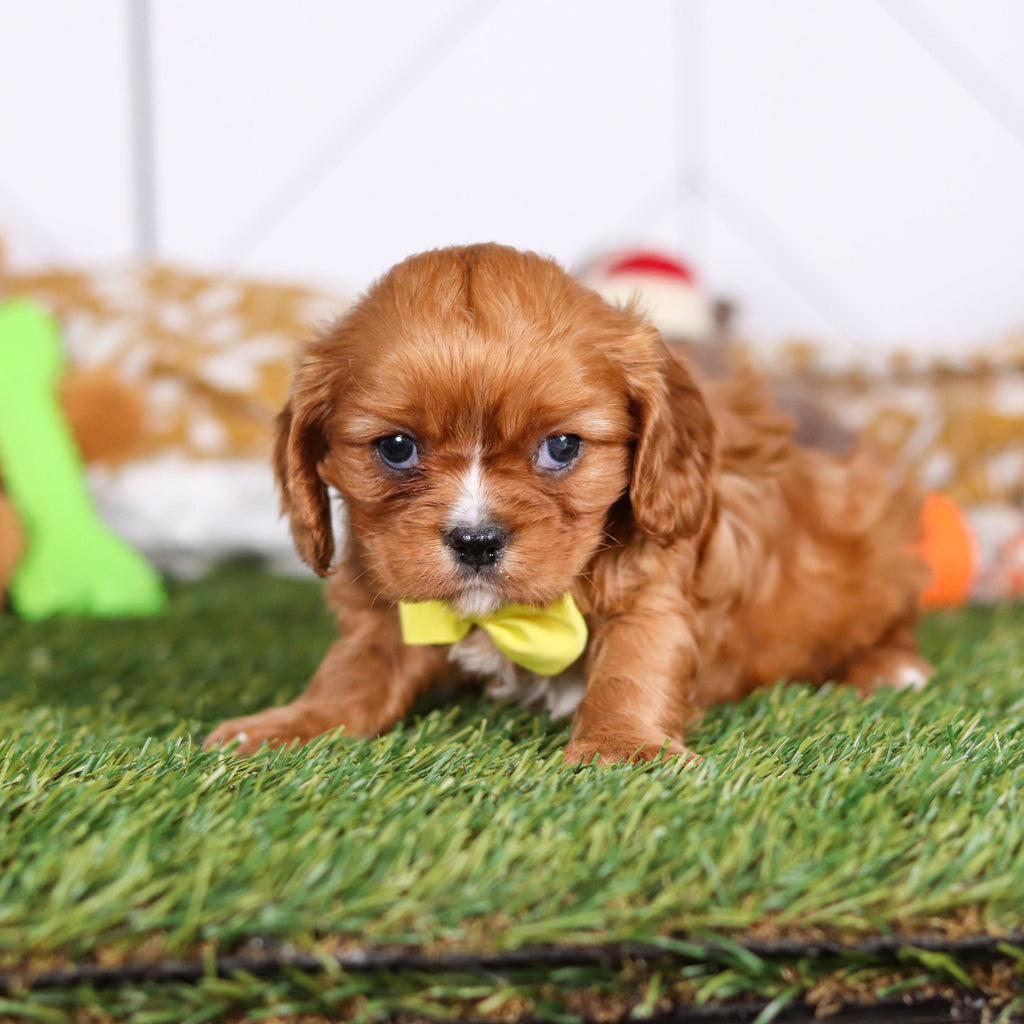 Pauly - Available 3/19