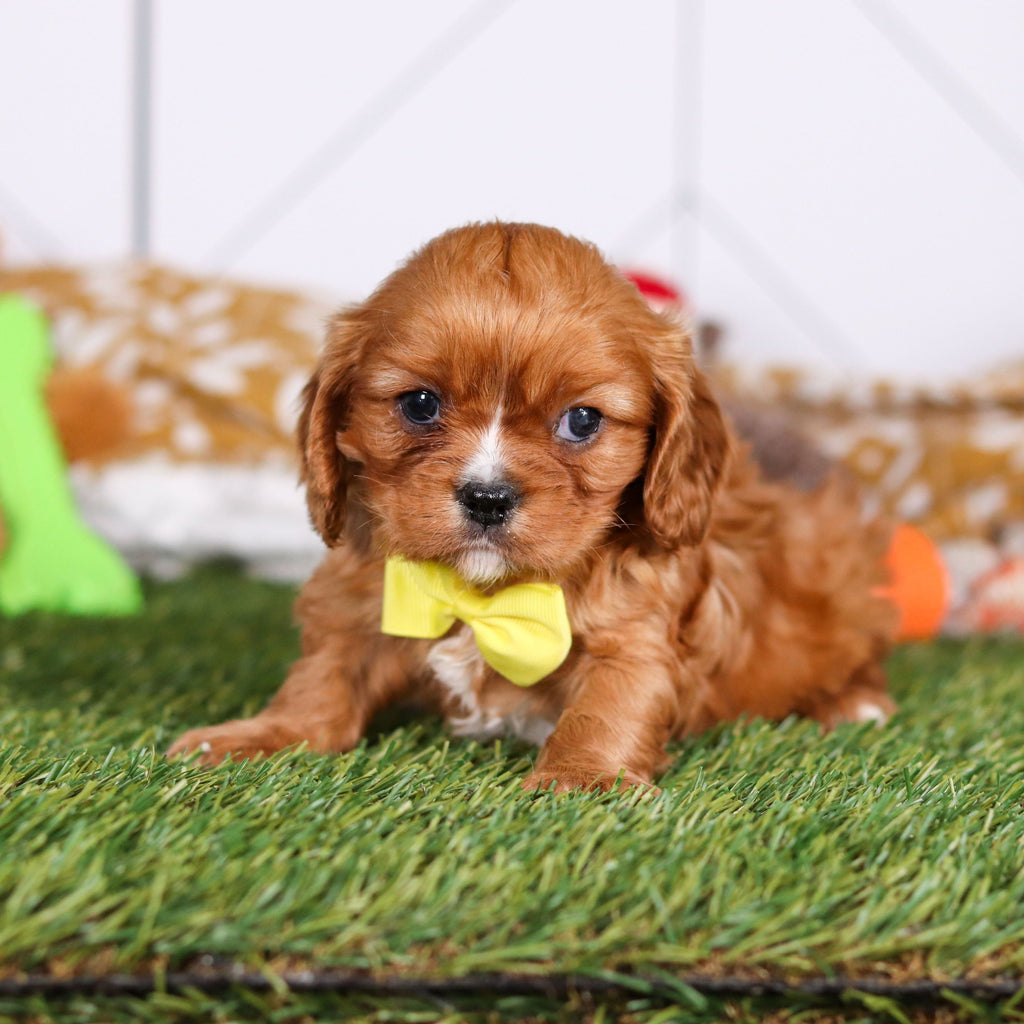 Pauly - Available 3/19