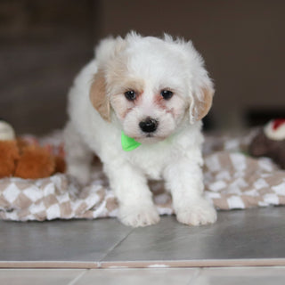 Holly - Available 3/19