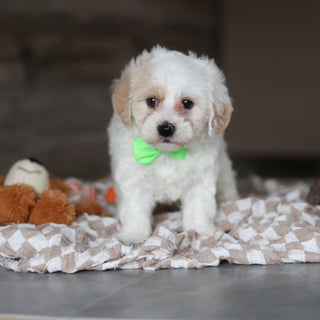 Holly - Available 3/19