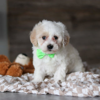 Holly - Available 3/19