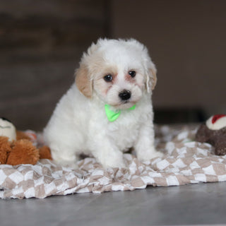 Holly - Available 3/19