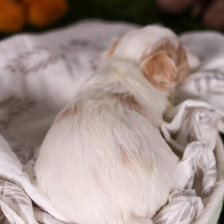 Houston - Available 3/19