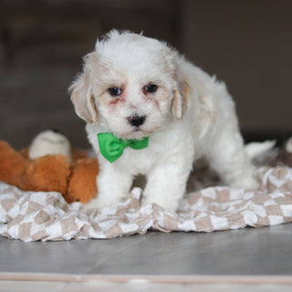 Helen - Available 3/19