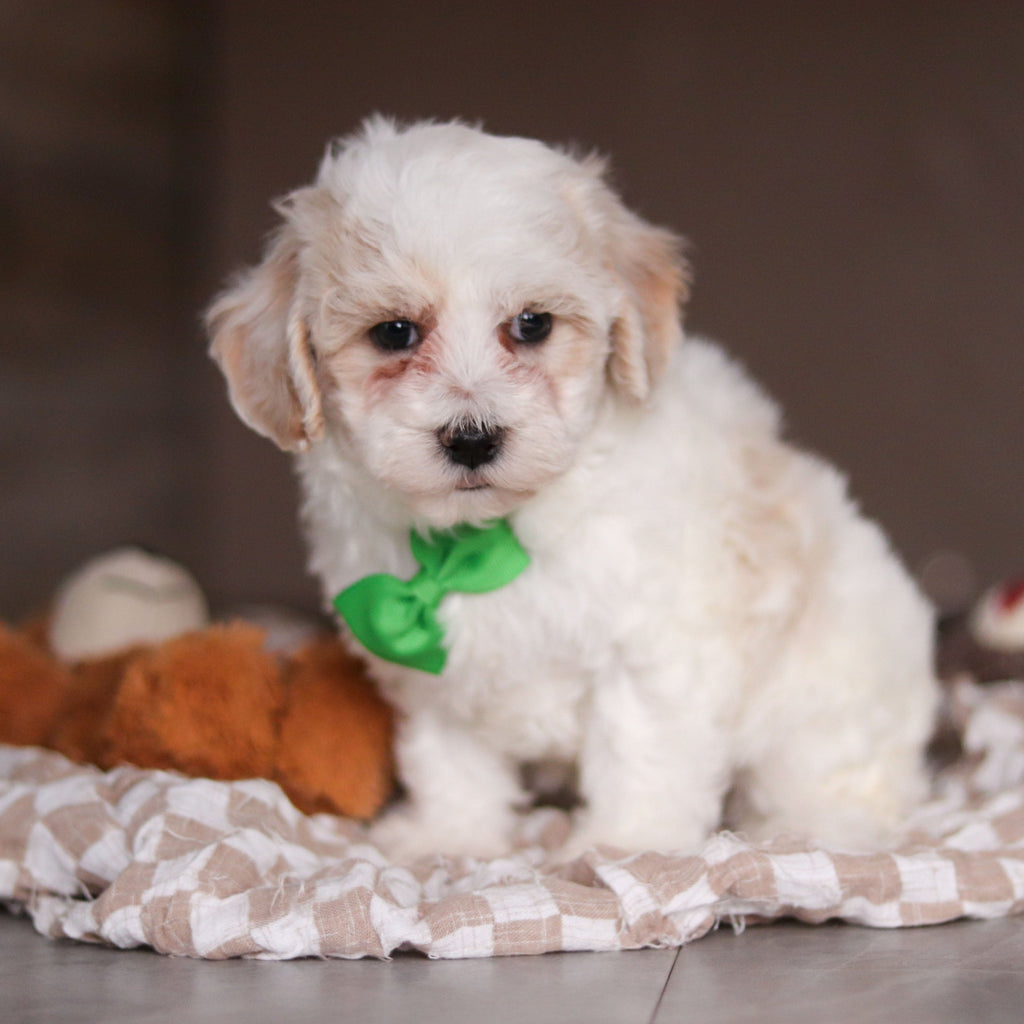 Helen - Available 3/19