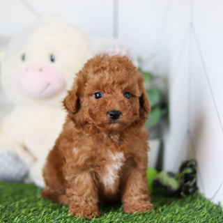 Timmy - Available 4/30