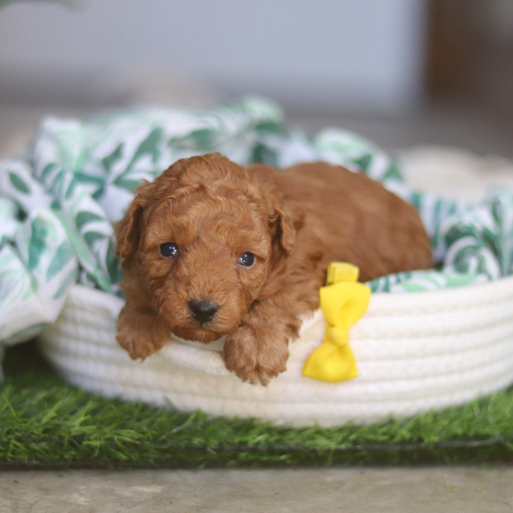 Timmy - Available 4/30
