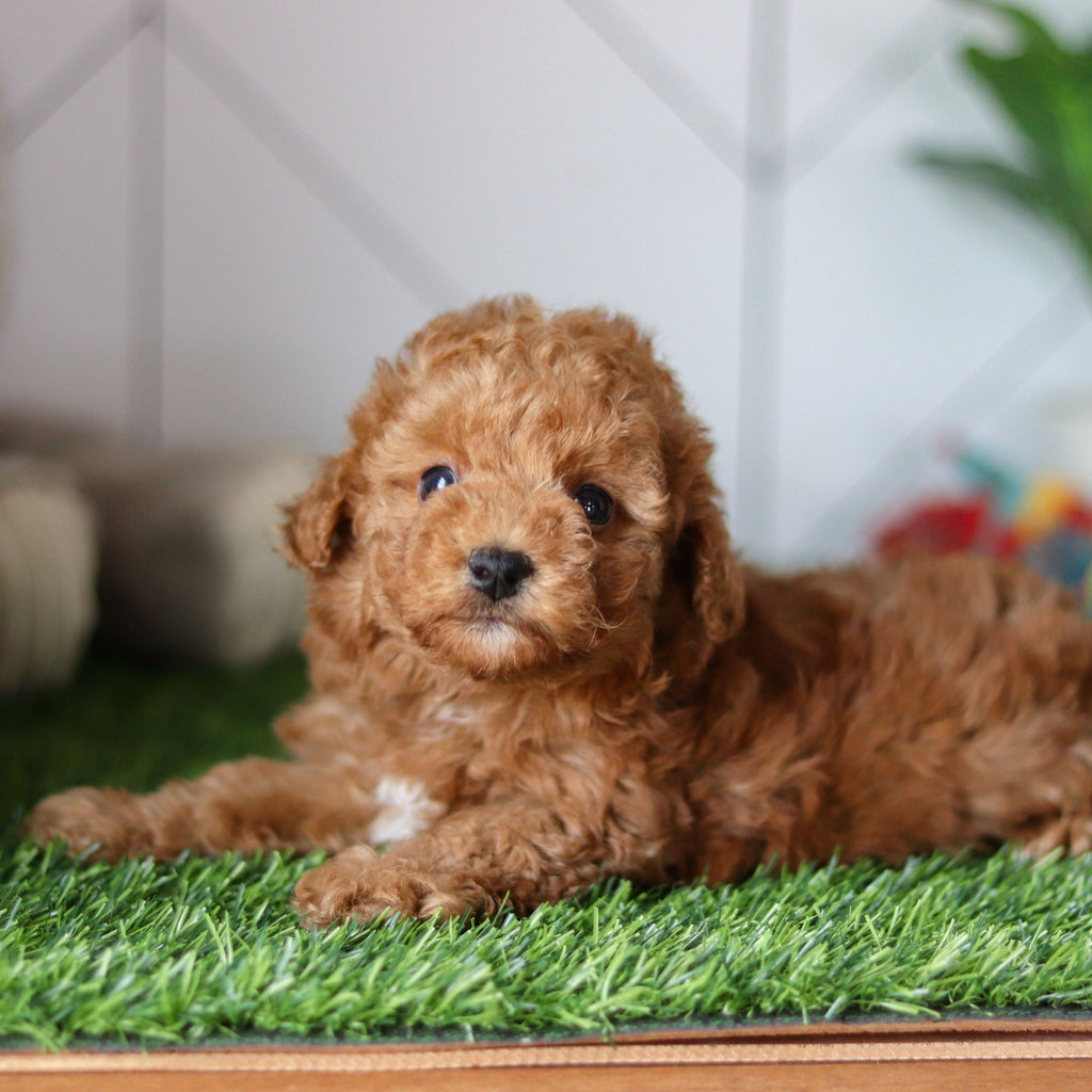 Timmy - Available 4/30