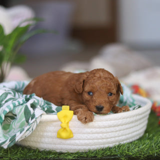 Timmy - Available 4/30
