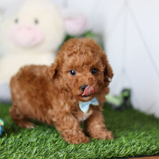 Timmy - Available 4/30