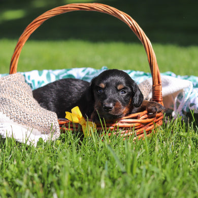 Peanut - Available 6/11