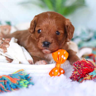 Chet - Available 4/16