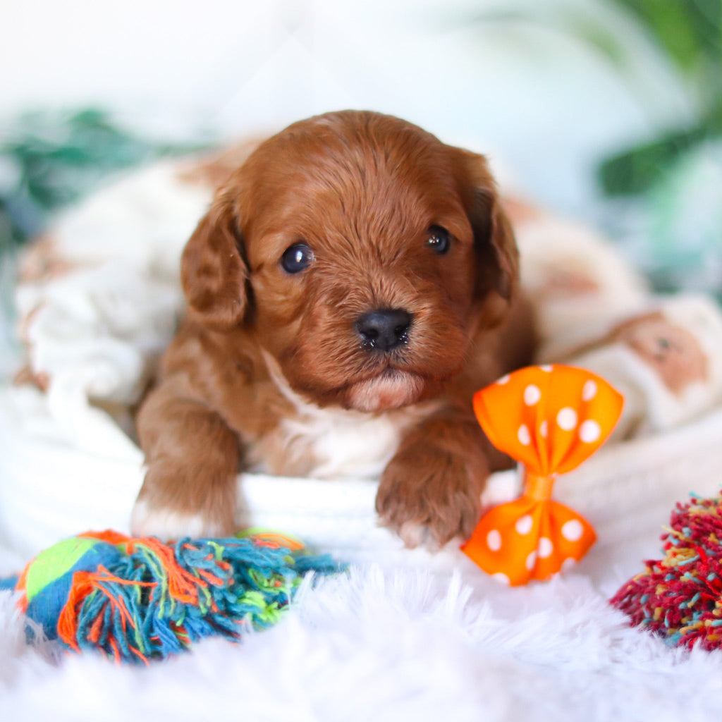 Chet - Available 4/16