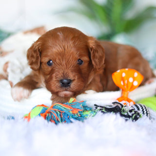 Chet - Available 4/16