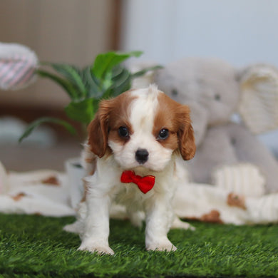 Rhett - Available 4/9