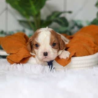 Rhett - Available 4/9