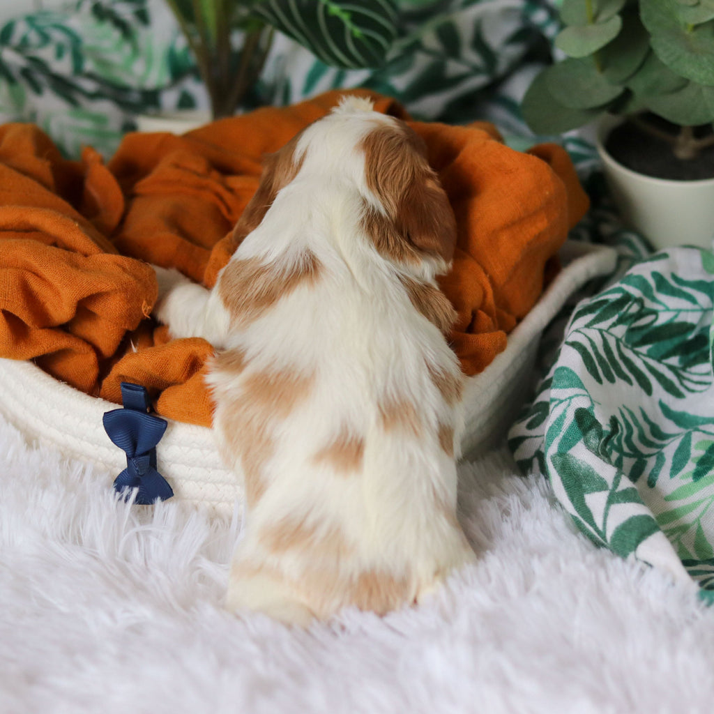 Rhett - Available 4/9