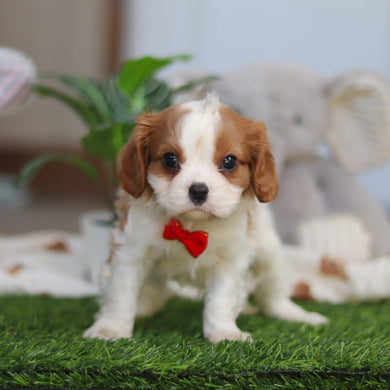 Rhett - Available 4/9