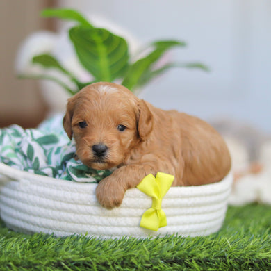 Roger - Available 4/30