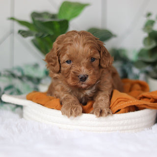 Corbin - Available 4/9