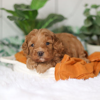 Corbin - Available 4/9