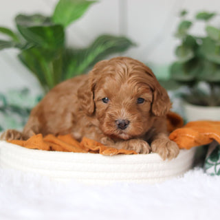 Corbin - Available 4/9