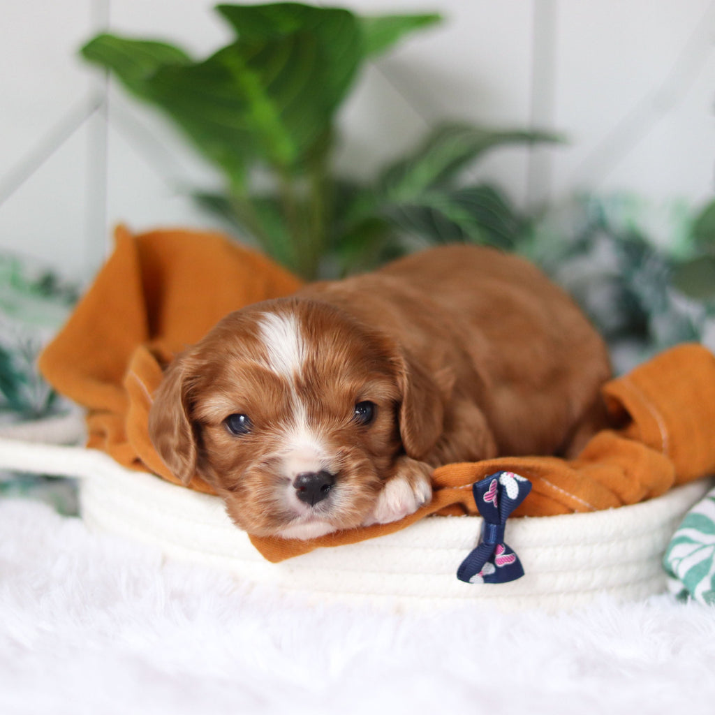 Jett - Available 4/9