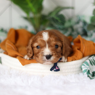 Jett - Available 4/9