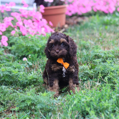 Pretzel - Available 8/20