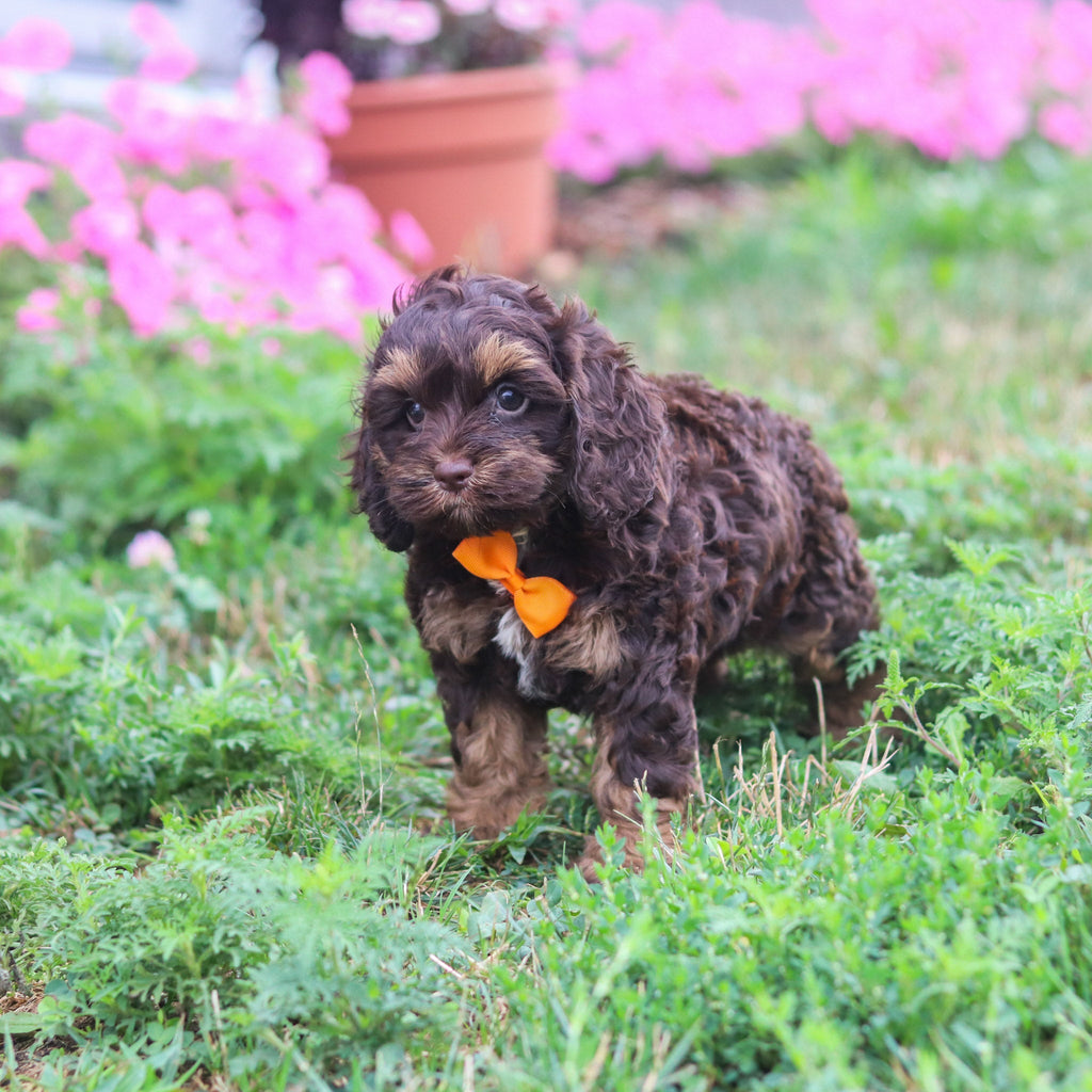 Pretzel - Available 8/20