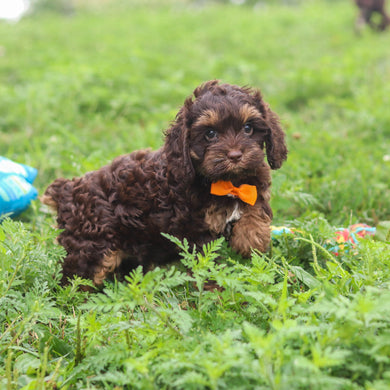 Pretzel - Available 8/20