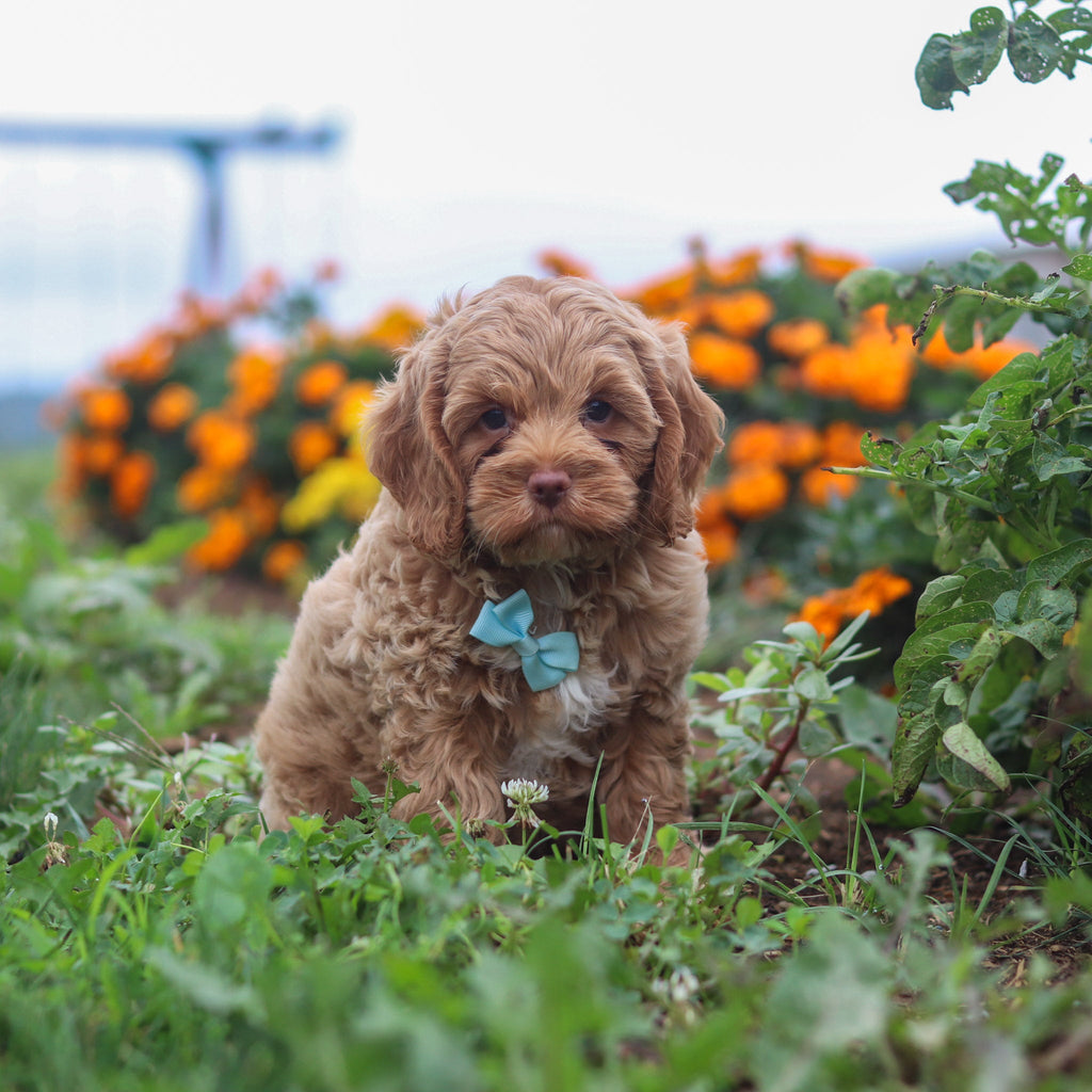 Pumpkin - Available 8/20