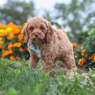 Pumpkin - Available 8/20